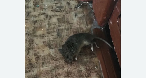Дезинфекция от мышей в Чашниково