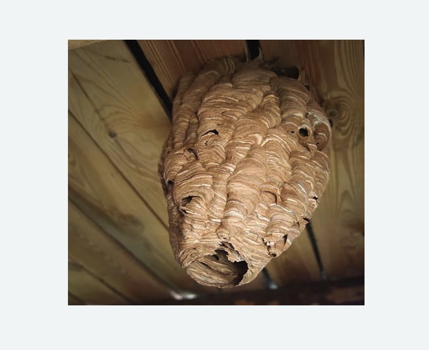 обработка от шершней в Чашниково