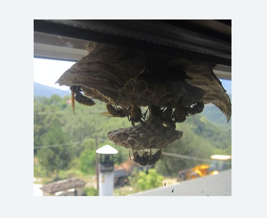 Уничтожение гнёзд шершней в Чашниково