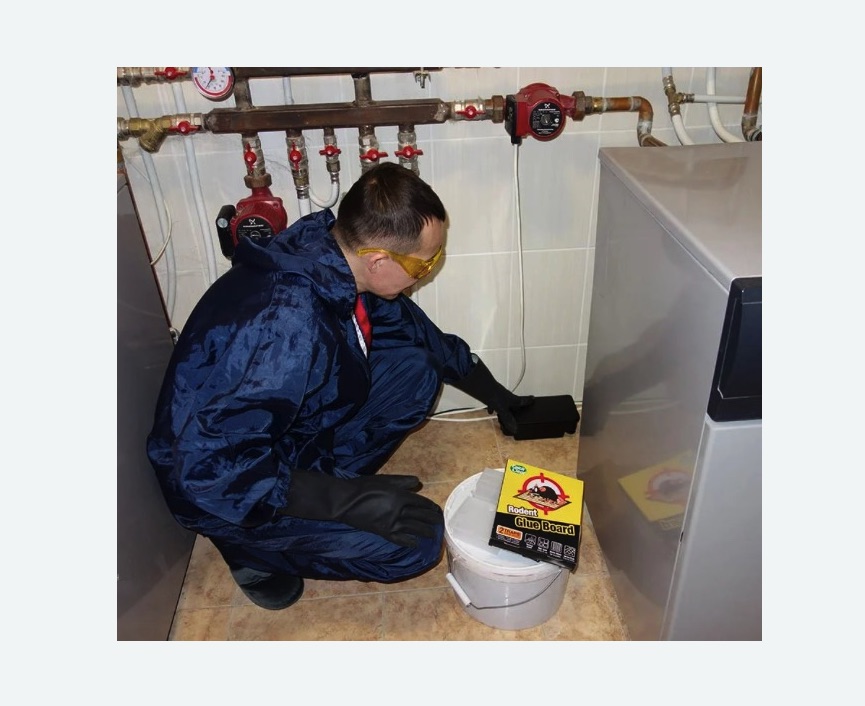 Уничтожение крыс в Чашниково