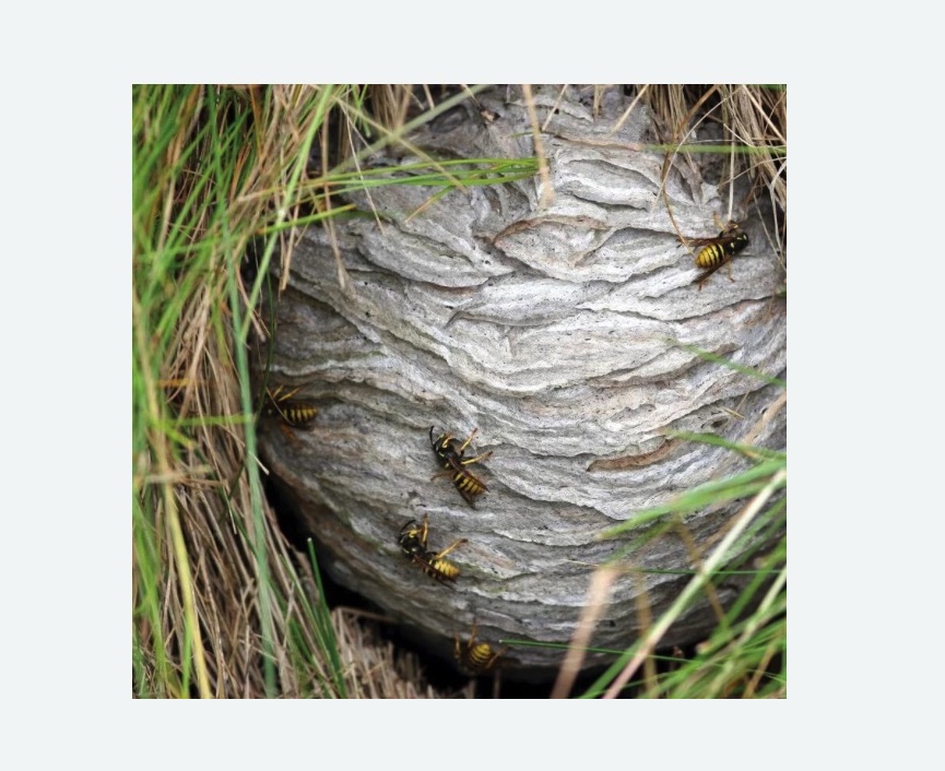 Уничтожение ос и ульев в Чашниково